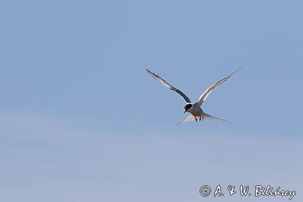 rybitwa popielata, Sterna paradisaea