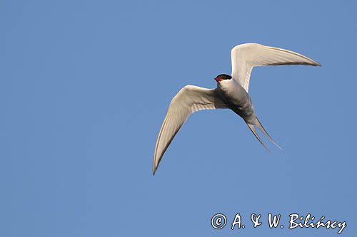 rybitwa popielata, Sterna paradisaea