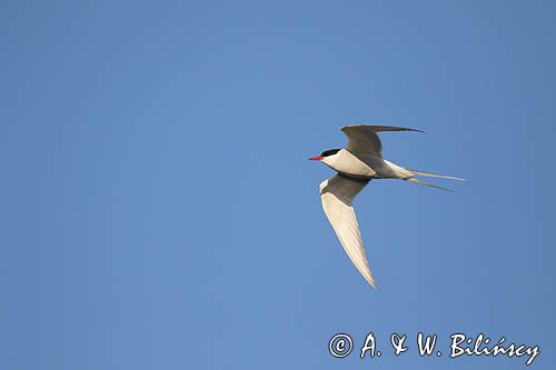 rybitwa popielata, Sterna paradisaea