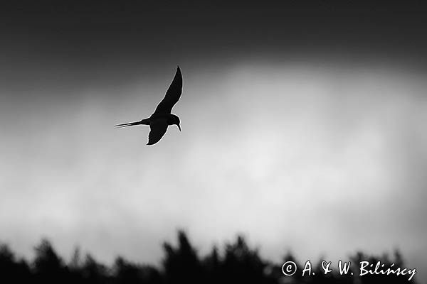 rybitwa popielata, Sterna paradisaea