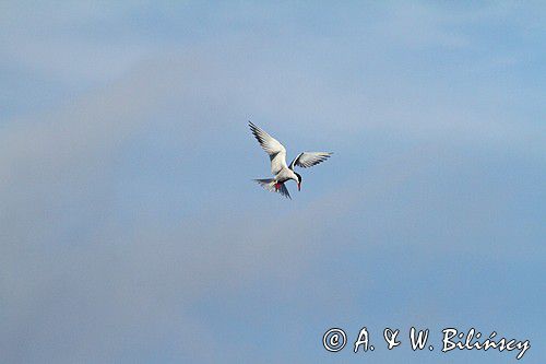 Rybitwa rzeczna, rybitwa zwyczajna, Sterna hirundo