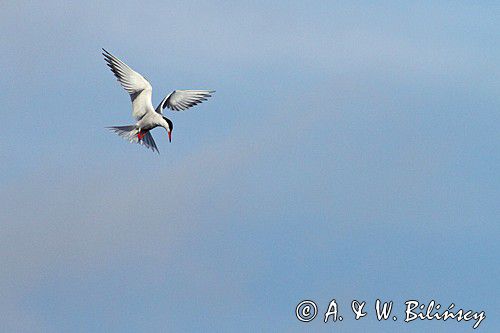 Rybitwa rzeczna, rybitwa zwyczajna, Sterna hirundo