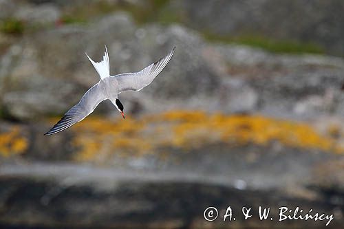Rybitwa rzeczna, rybitwa zwyczajna, Sterna hirundo