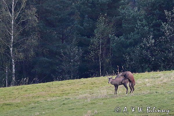 jeleń szlachetny, europejski, Cervus elaphus elaphus jeleń karpacki, rykowisko, Bieszczady, byki, kopulujące samce