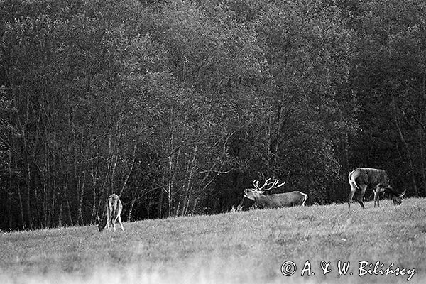 jeleń szlachetny, europejski, Cervus elaphus elaphus jeleń karpacki, rykowisko, Bieszczady, byk i łanie