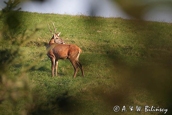 jeleń szlachetny, europejski, Cervus elaphus elaphus jeleń karpacki, rykowisko, Bieszczady, byk