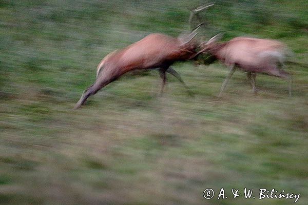 jeleń szlachetny, europejski, Cervus elaphus elaphus jeleń karpacki, rykowisko, Bieszczady, walka byków