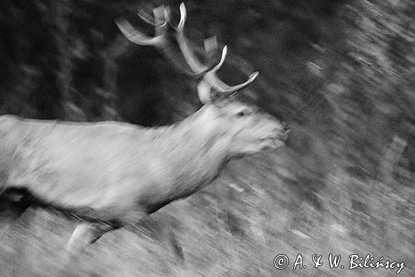 jeleń szlachetny, europejski, Cervus elaphus elaphus jeleń karpacki, rykowisko, Bieszczady, byk