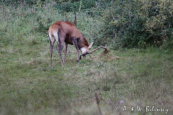 jeleń szlachetny, europejski, Cervus elaphus elaphus jeleń karpacki, rykowisko, Bieszczady, byk