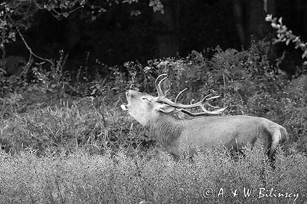 jeleń szlachetny, europejski, Cervus elaphus elaphus jeleń karpacki, rykowisko, Bieszczady, ryczący byk
