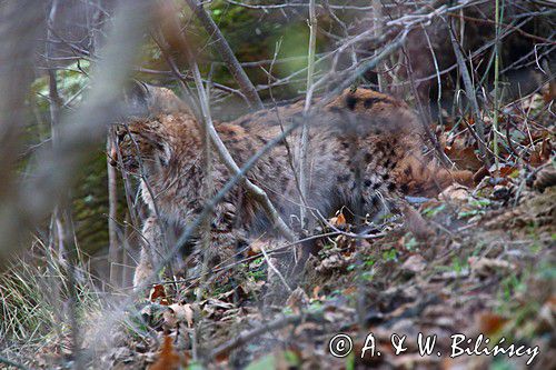 młody ryś, Lynx lynx