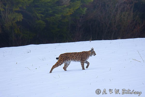 Ryś, Lynx lynx