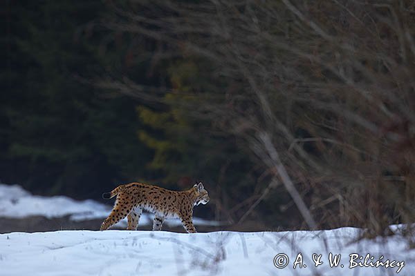 Ryś, Lynx lynx