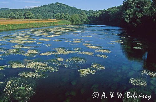 Bóbr, Park Krajobrazowy Doliny Bobru, jaskier wodny