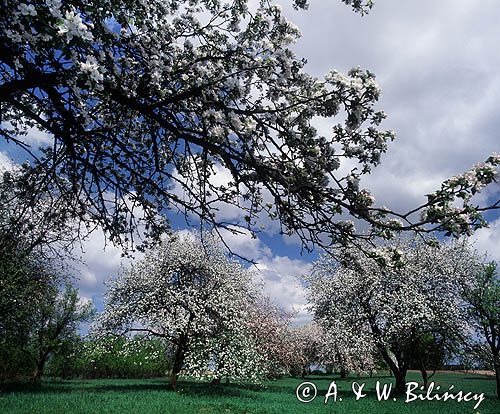 sad koło Mniszewa, Mazowsze