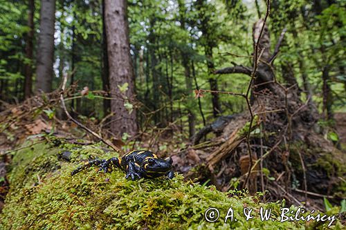 Salamandra plamista, jaszczur plamisty, jaszczur ognisty Salamandra salamandra