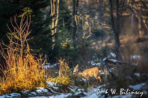 sarna samica, Capreolus capreolus