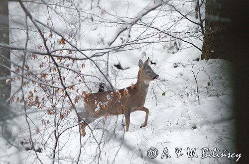 Sarna, sarna europejska, Capreolus capreolus, samica