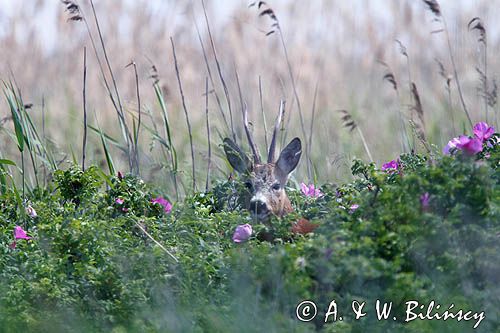 Sarna, sarna europejska, Capreolus capreolus