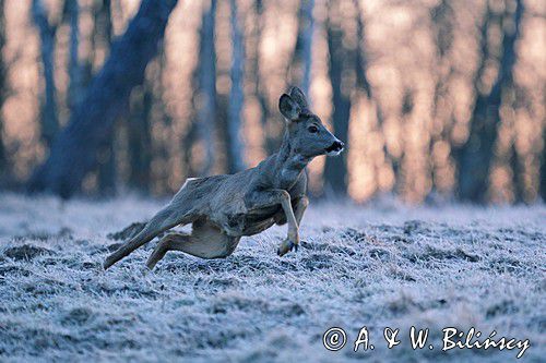 Sarna, sarna europejska, Capreolus capreolus, samica