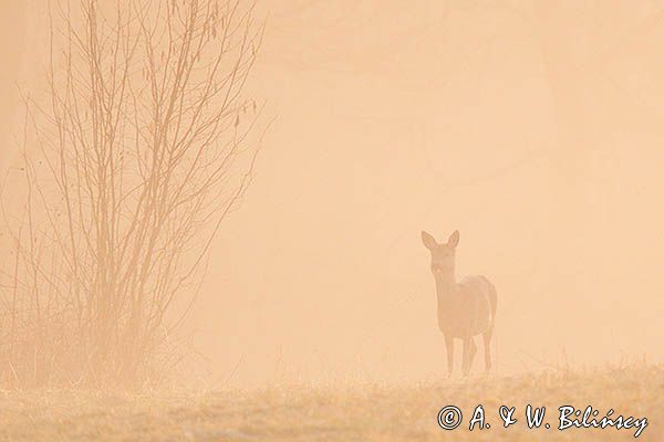 sarna, Capreolus capreolus