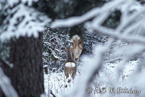 Sarna, sarna europejska, Capreolus capreolus, samica