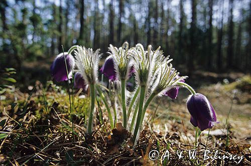 sasanki, sasanka otwarta, sasanka dzwonkowata, Pulsatilla patens