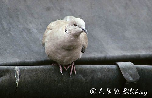 Sierpówka, synogarlica turecka, Streptopelia decaocto
