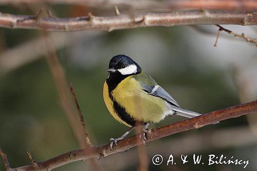 sikora bogatka Parus major