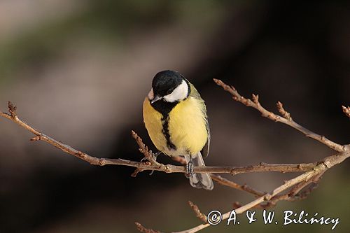 sikora bogatka Parus major