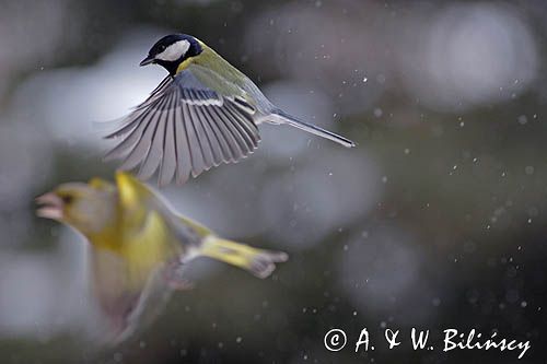sikora bogatka Parus major i dzwoniec w tle