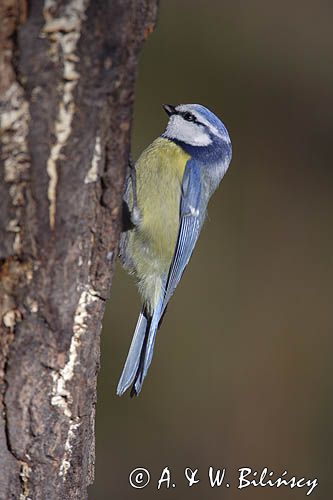 sikora modra, modraszka parus caeruleus