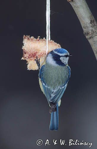 sikora modra na słonince, Cyanistes caeruleus,Parus caeruleusparus, Modraszka