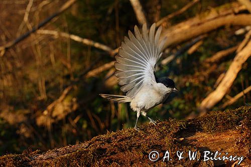 Sikora uboga, szarytka, Poecile palustris