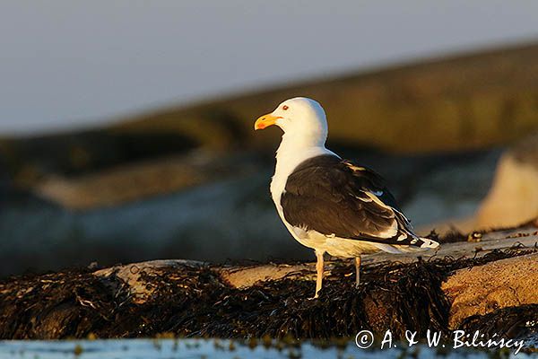 Mewa siodłata, Larus marinus