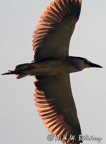 Ślepowron, Nycticorax nycticorax, rzeka Wisła, szlak wodny Wisły, okolice Smolic i Mętowa