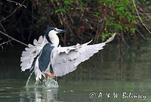 Ślepowron, Nycticorax nycticorax