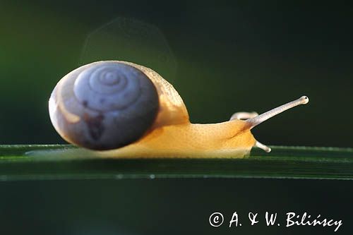 ślimak szklarka Oxychilus sp tereny opuszczonej wsi Tworylne, Park Karjobrazowy Doliny Sanu, Bieszczady