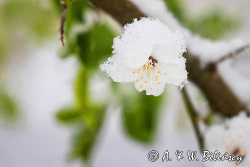 Śliwa domowa Węgierka Zwykła odmiana uprawna śliwy domowej, Prunus domestica
