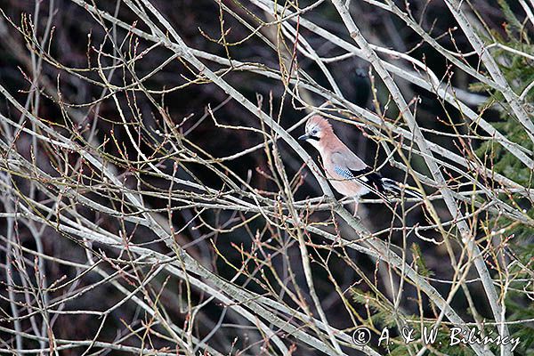 sójka Garrulus glandarius
