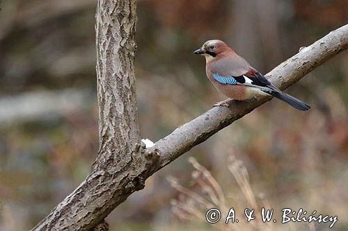 sójka Garrulus glandarius