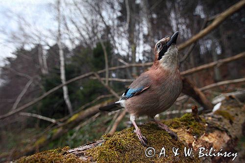 sójka Garrulus glandarius
