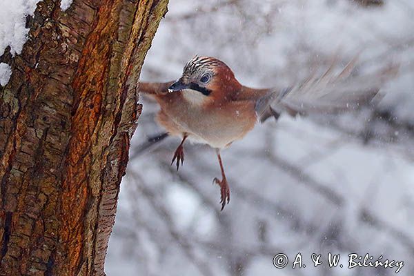 sójka Garrulus glandarius