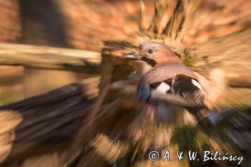 sójka Garrulus glandarius, impresja