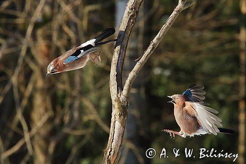 sójka Garrulus glandarius