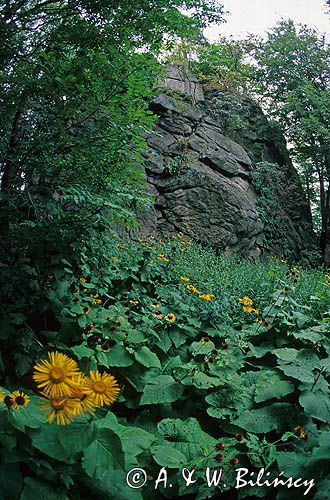 Sokole Góry, las na Krzyżnej Górze, Krzyżna Góra, Rudawy Janowickie