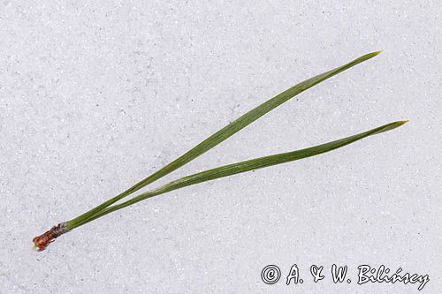 Pinus sylvestris, sosna zwyczajna, sosna pospolita, igły