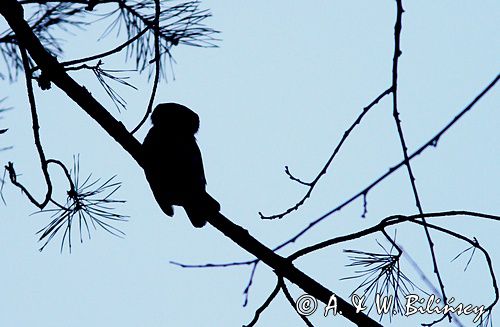 Sóweczka zwyczajna, sóweczka, Glaucidium passerinum