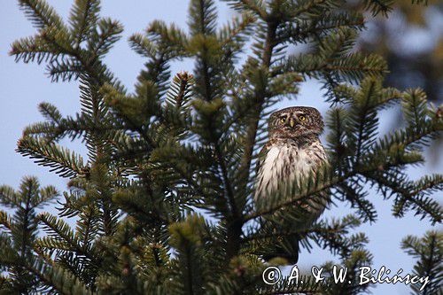 Sóweczka zwyczajna, sóweczka, Glaucidium passerinum