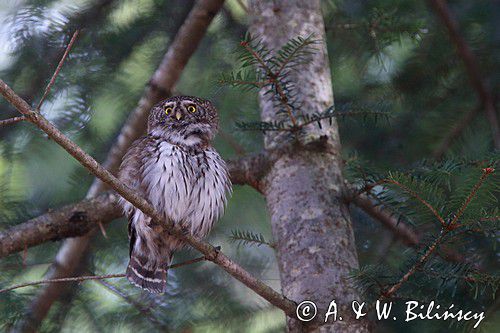 Sóweczka zwyczajna, sóweczka, Glaucidium passerinum